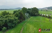 江华：无人机飞防 推动农业提质增效