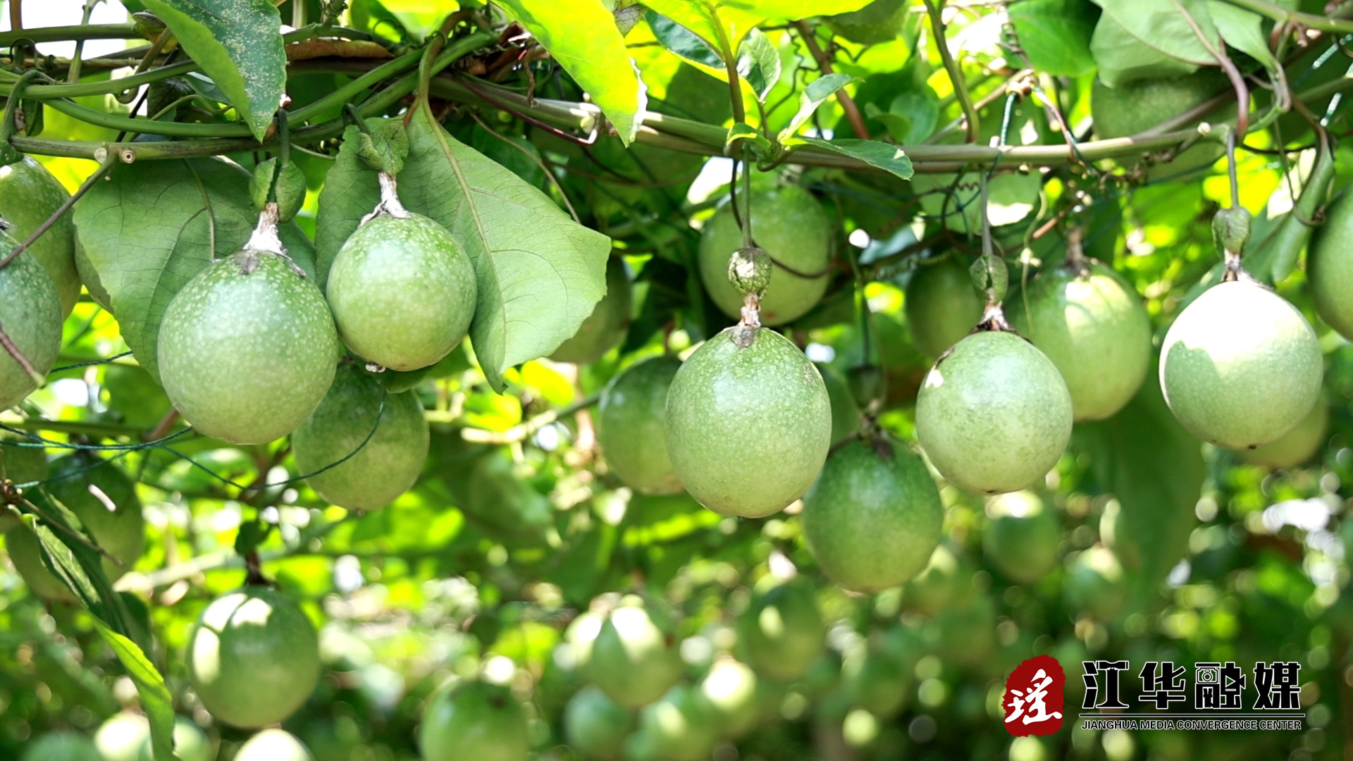 微信图片_20260922094018_3831_1.jpg 微信图片_20260922094018_3831_1.jpg