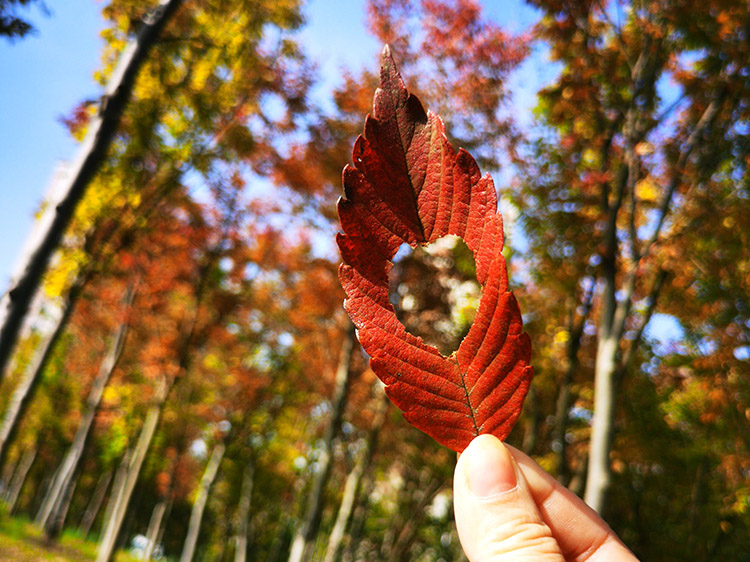 秋天，这里的树叶红了