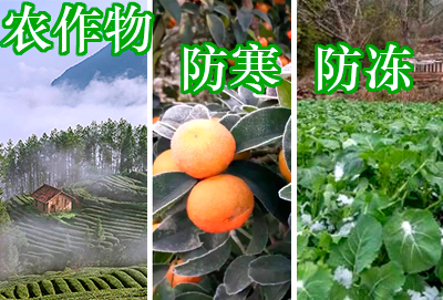 农作物如何防寒越冬？洪江农业给你支招啦！