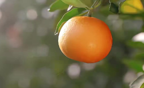 【微视频】11月22日，湖南柑橘节甜爆来袭！锁定洪江市主会场，N种甜蜜玩法等你来打卡！