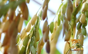 《一粒种子改变世界》第四集 超级魔稻 将于11月28日（星期五）在中央广播电视总台央视中文国际频道（CCTV-4）9:30播出