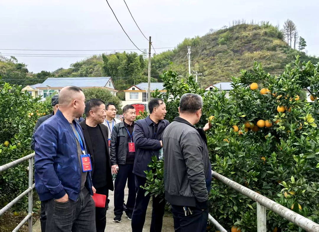 沙湾乡与熟坪乡市人大代表第六代表小组联合开展专题视察活动