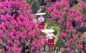 【微视频】洪江美丽花海，绽放美丽经济