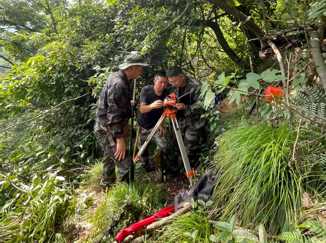 洪江市：高效完成株洲市林草监测固定样地调查任务 领跑全省各级队伍