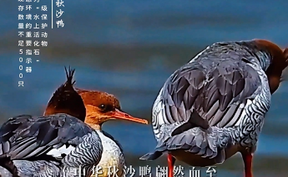 【微视频】“鸟中大熊猫”如约而至清江湖越冬