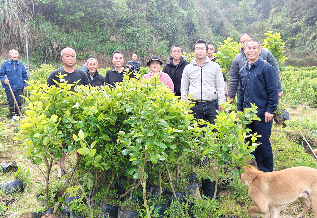 【群峰乡】春日植绿正当时 蛇形村免费发放千株脆柿苗助农增收