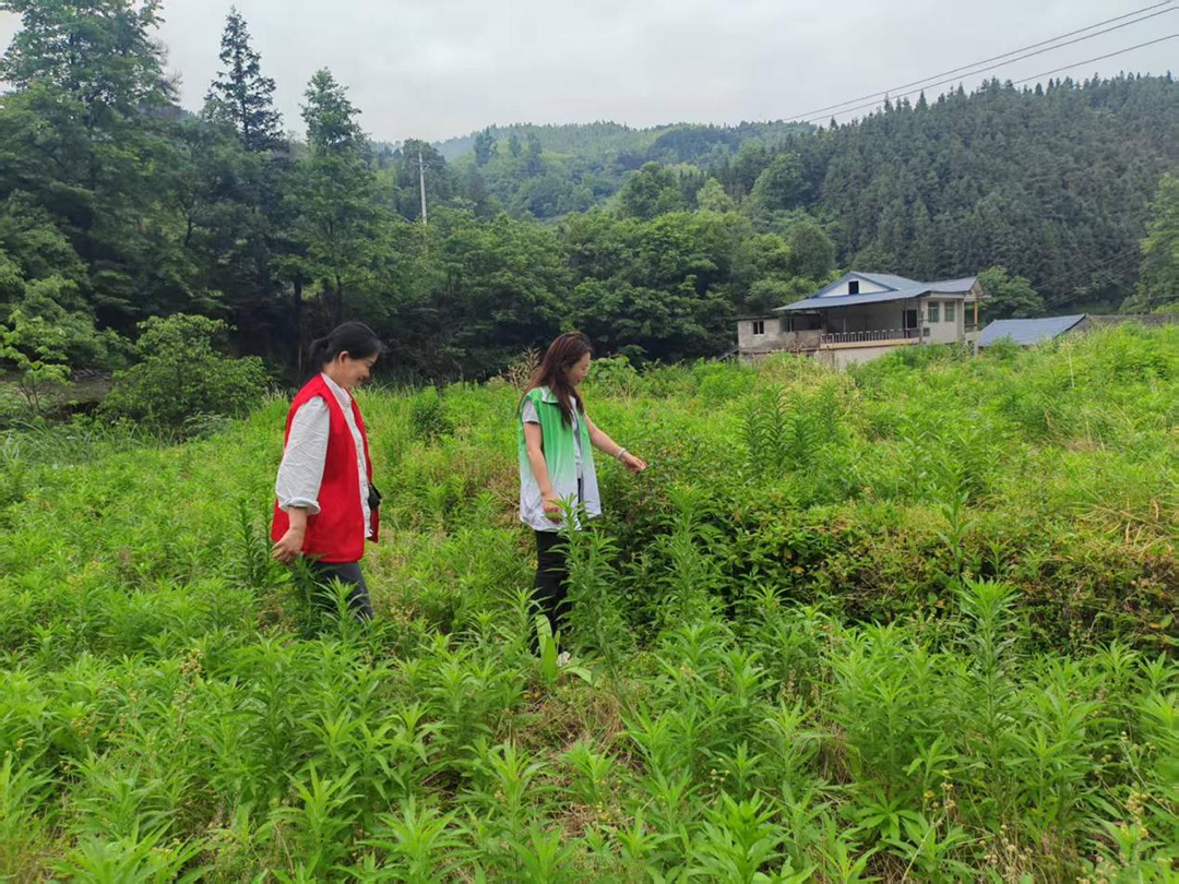【托口镇】深入开展禁种铲毒踏查 全力守护辖区平安稳定