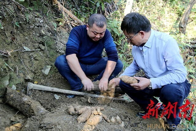 “天麻王子”返乡种天麻，带动村民奔小康