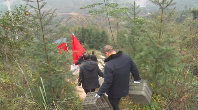 冰糖橙丰收季，市农业农村局来帮忙