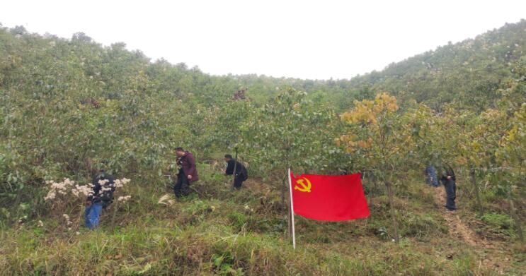 助力村集体经济发展，机关党员来除草