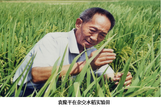 杂交水稻从这里走向世界（四）