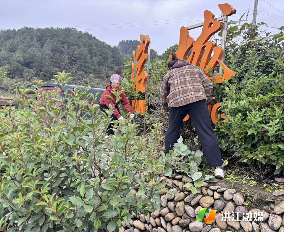 【岩垅乡】柑橘飘香迎佳节 全民清扫焕新颜
