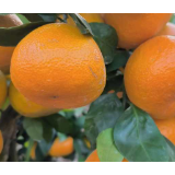 洪江市:柑橘新品种“川津5号”成熟上市 热销市场