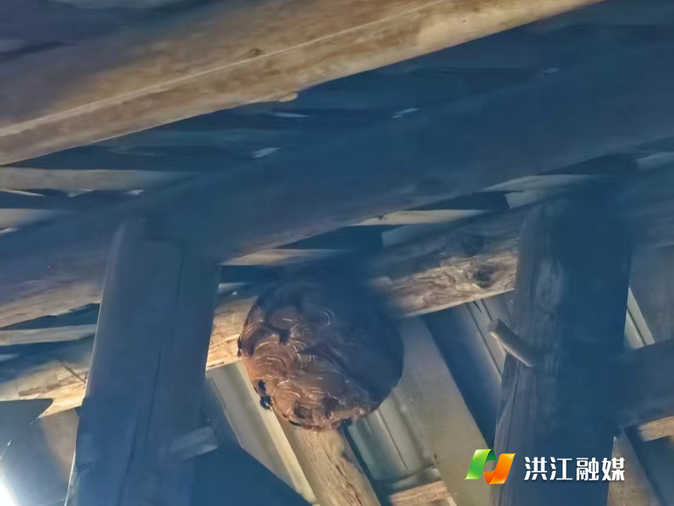 【深渡苗族乡】为民除蜂解民忧 守护平安暖民心