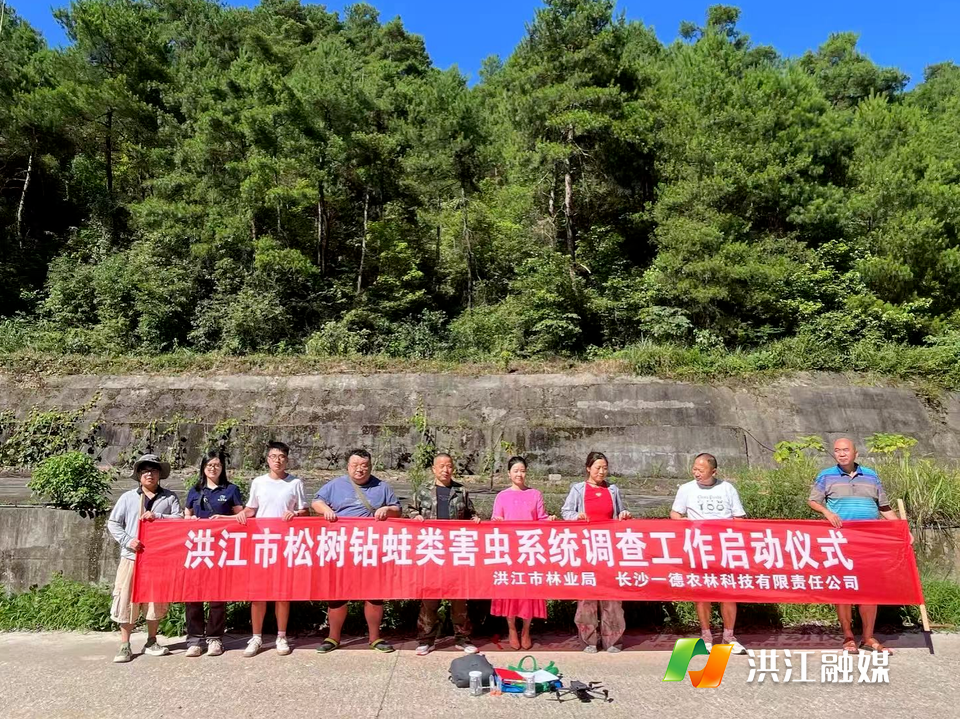 洪江市全面启动松树钻蛀类害虫系统调查工作