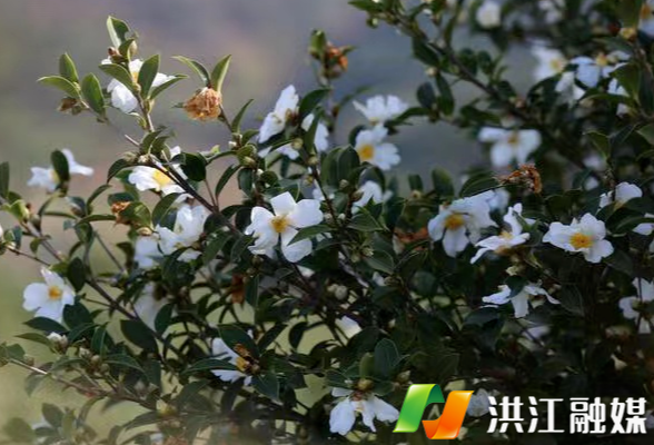 油茶花开——推动洪江林业经济高质量发展