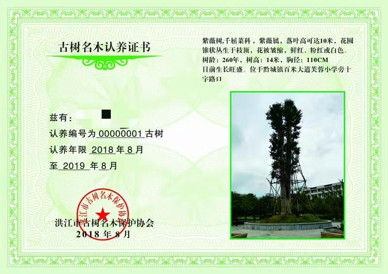 洪江市古树名木认领认养流程来了！看看有你中意的树吗？