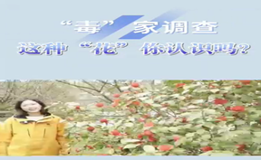 视频丨珍爱生命 远离毒品——“毒”家调查 这种“花”你认识吗？