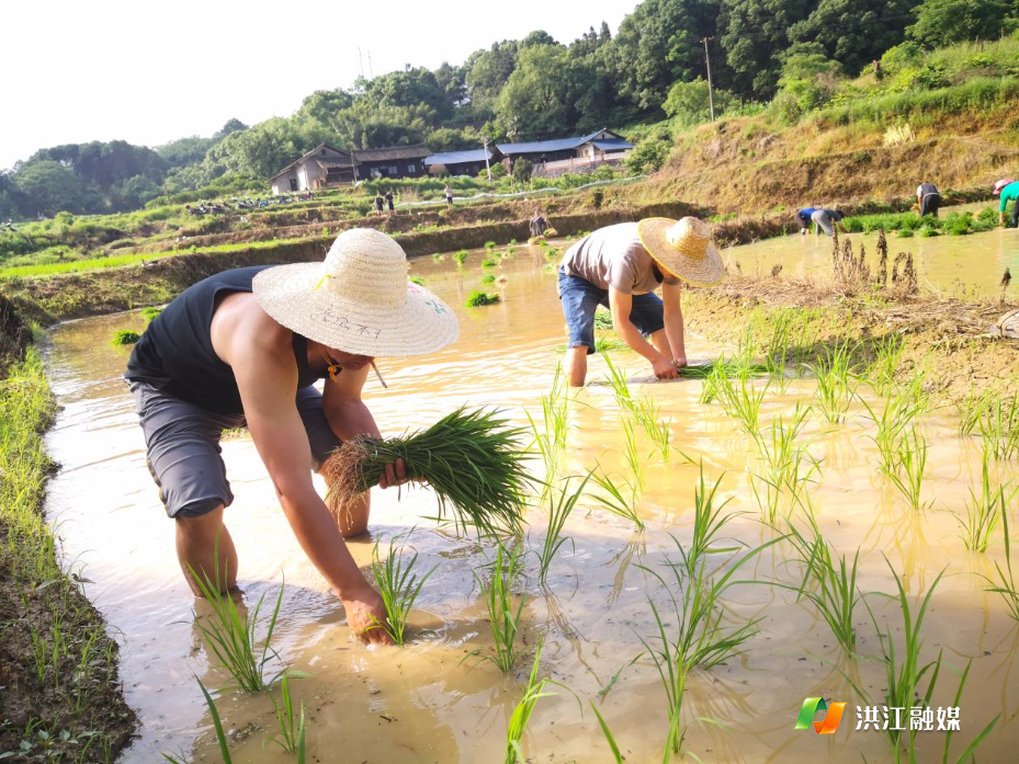 【黔城镇】高山村靠前发力助春耕 驻村干部先锋齐上阵 抢抓农时忙插秧