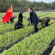 洋际乡新华村产业联合党支部：支部进产业 党员促发展
