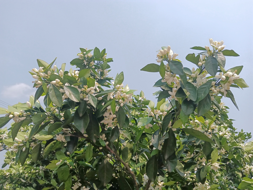 色白细密的橙花清香四溢.jpg