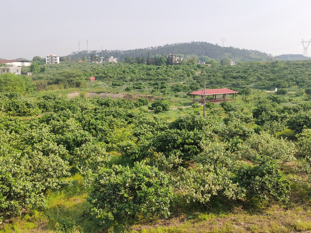 千亩橙园营造甜蜜乡村.jpg