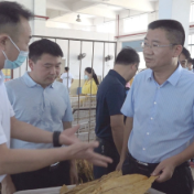 黄力到安平镇调研烤烟收购和农业产业发展工作