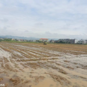 与时间赛跑  眼中所见心中所念都是“早稻”