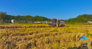 田间好“丰”景 晚稻收割忙