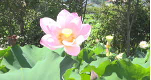 永乐江镇高陂村：夏日荷花等您来赏