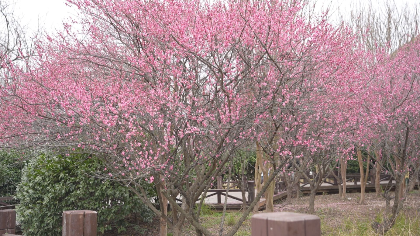 稻田公园：梅花绽放贺新春