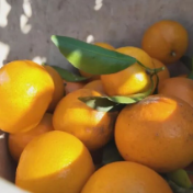 赤滩沃柑迎丰收 “黄金果”里话振兴