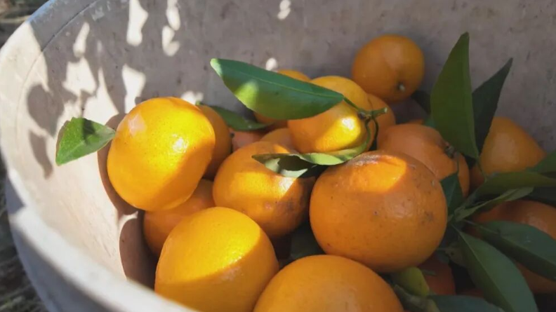 赤滩沃柑迎丰收 “黄金果”里话振兴