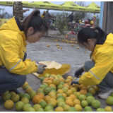 臭皮柑化身“养老树”农户心欢庆增收