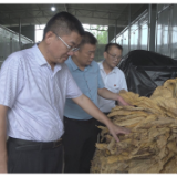 黄力调研防溺水和烤烟生产工作
