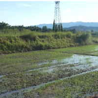 烟稻轮作助增收 一地双收粮仓足