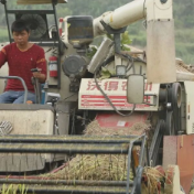 金紫仙镇:稻浪翻滚迎丰收 科技赋能丘陵农业提质增效