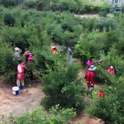 安仁油茶丰产又丰收 “黄金果”铺就乡村振兴路