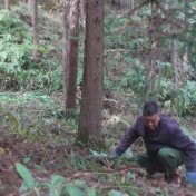 金紫仙镇坪塘村:“废液”变“肥水” “青山”变“金山”