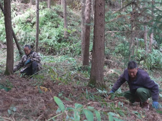 金紫仙镇坪塘村：“废液”变“肥水” “青山”变“金山”