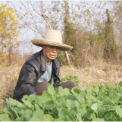 人勤田不闲 管护正当时——牌楼乡力保2万余亩油菜稳产增收