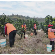 龙海镇平山村：砂糖橘喜迎丰收 科技赋能铺就致富路