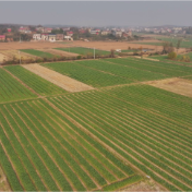 “秸” 尽所能丨牌楼乡:秸秆还田助力农业增产增收