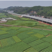 茶常高速安仁段：万亩油菜盛景，绘就壮阔春日丰收新图