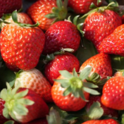 小草莓点燃冬日大活力——永乐江镇“冬闲田”变“增收园”