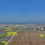 安仁4.42万亩烤烟全面启动移栽 技术指导护航丰产增收