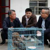 牌楼乡：救助受伤猫头鹰 共筑生态防护网