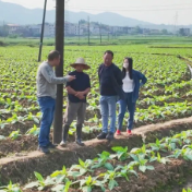 我县开展烟叶大田管理专项督查