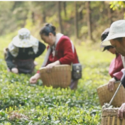 春茶采收正当时 茶韵飘香促振兴